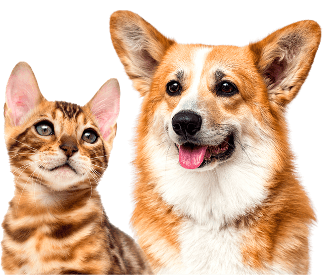 Picture of the author